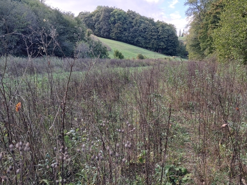 annual fleabane