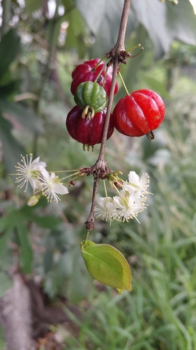 Surinam cherry