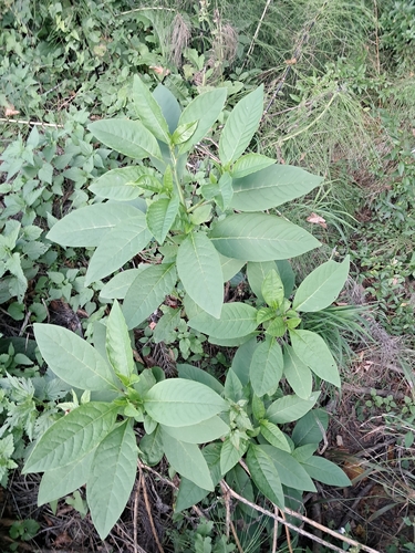 American pokeweed
