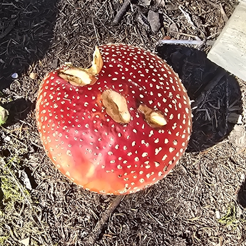 Fly Agaric