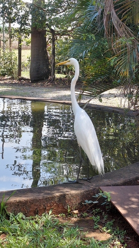 Great Egret