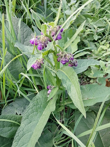 common comfrey