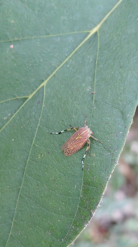 Aetalion reticulatum