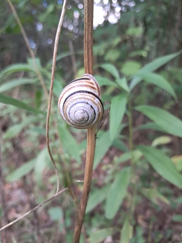Vineyard Snail