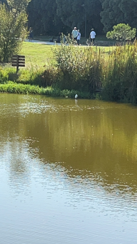 Little Egret