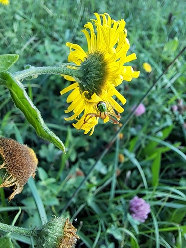 Triangle Crab Spider