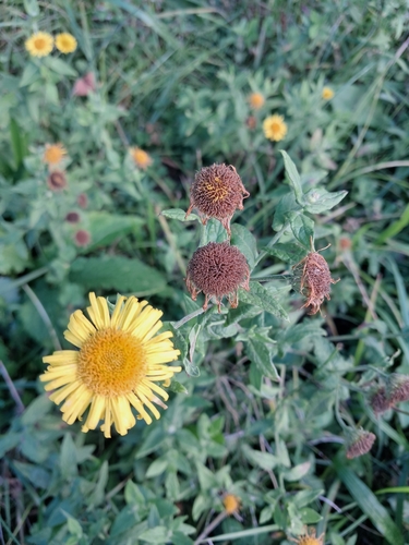 Common Fleabane