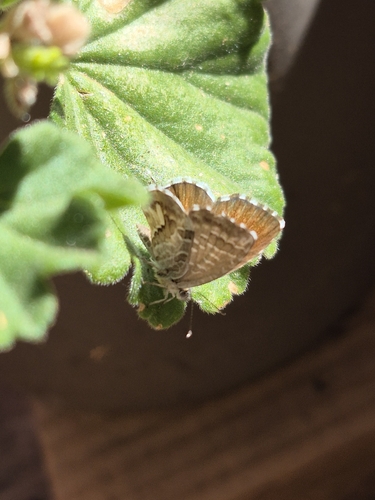 Common Geranium-bronze