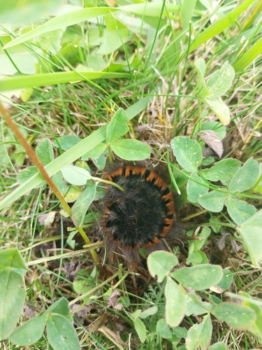 Fox Moth