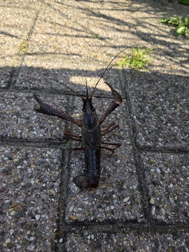 Red Swamp Crayfish