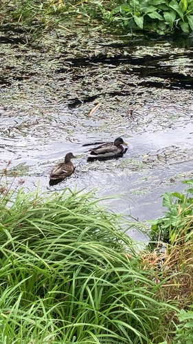 Mallard