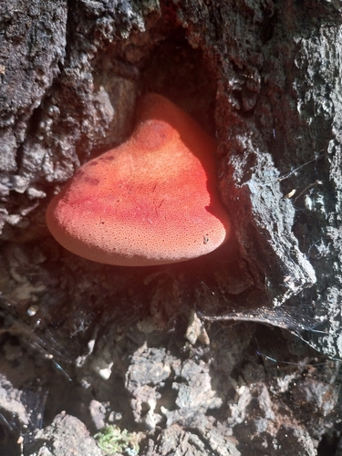 Beefsteak Polypore