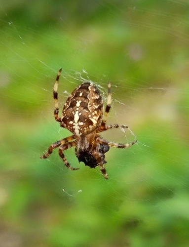 Cross Orbweaver