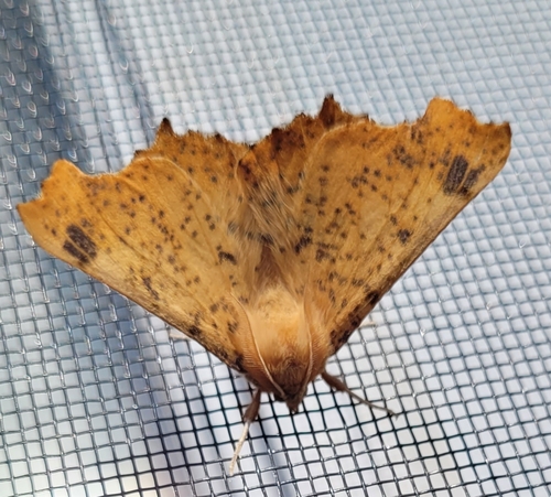 Maple Spanworm Moth