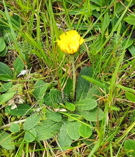 mouse-eared hawkweed