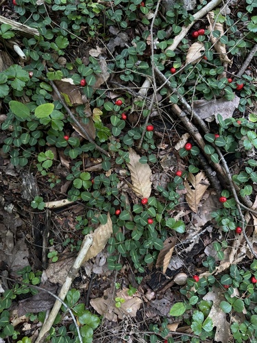 partridgeberry