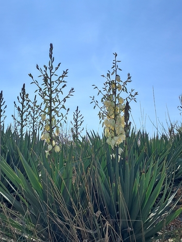 moundlily yucca