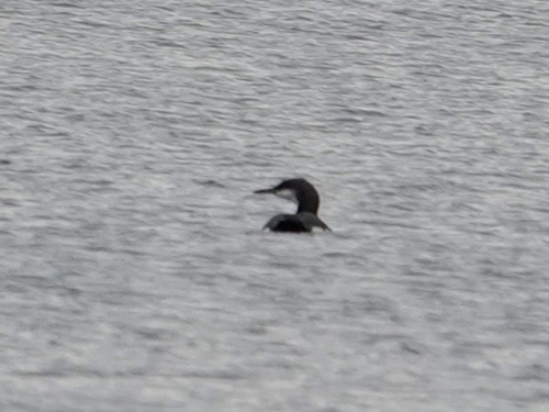 Arctic Loon