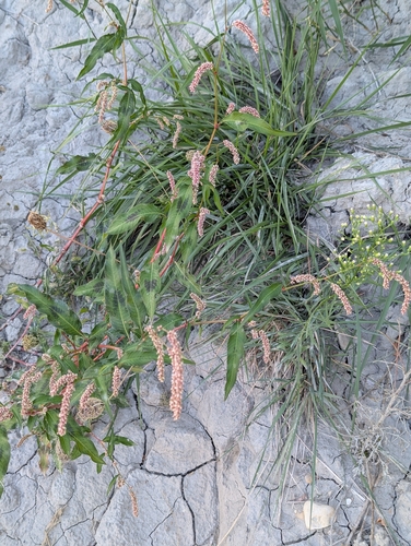 pale smartweed