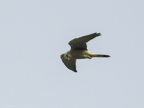 Eurasian Kestrel