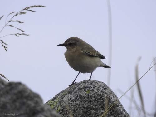 Northern Wheatear