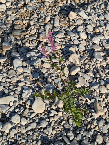 purple loosestrife