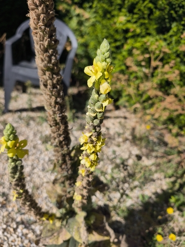 great mullein