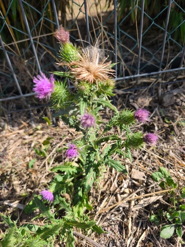 Bull Thistle