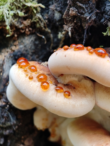Resinous Polypore