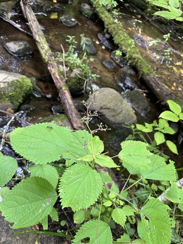 wood nettle