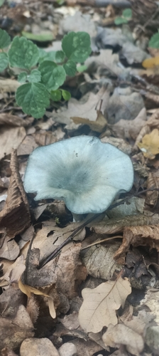 Aniseed Funnel