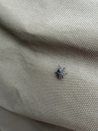Turbine Cylindrical Weevil