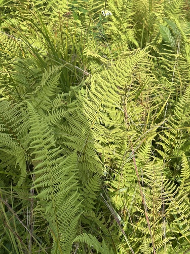 hay-scented fern