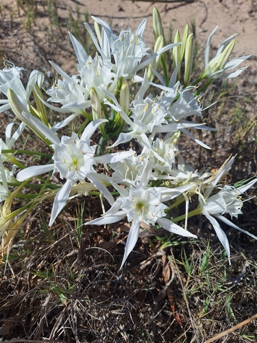 Sea Daffodil