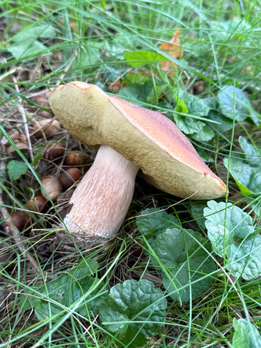King Bolete