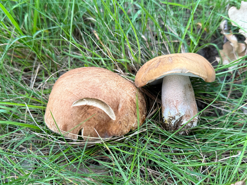 Summer Bolete