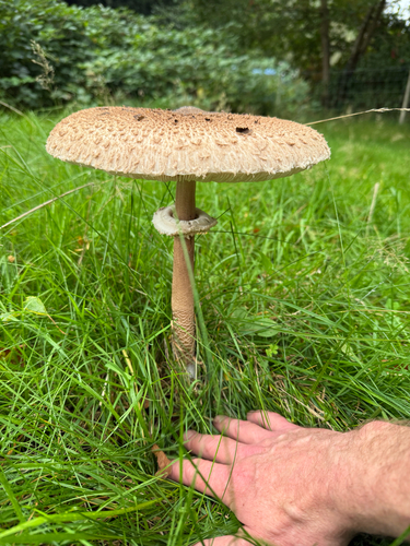 Parasol
