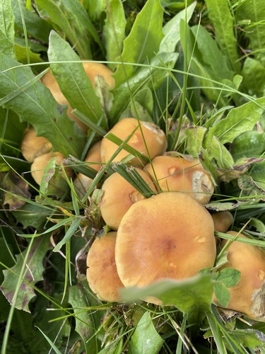Sulphur Tuft