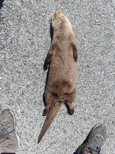 Eurasian Otter