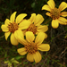Bahiopsis laciniata - Photo (c) Jim Roberts, todos los derechos reservados, subido por Jim Roberts