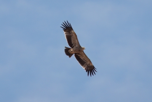 Imperial Eagle