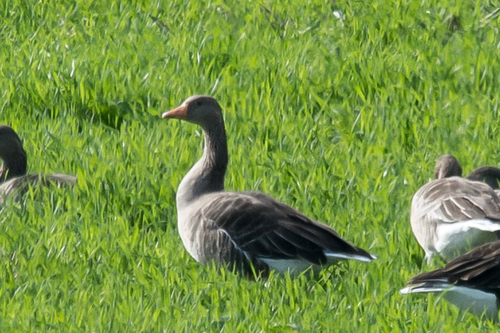 Greylag Goose