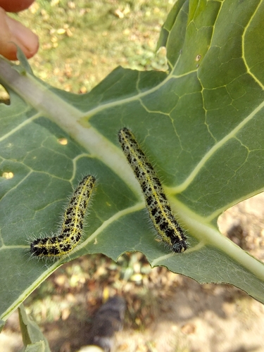 Large White