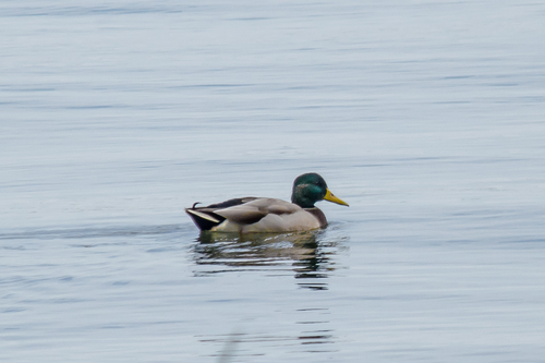 Mallard