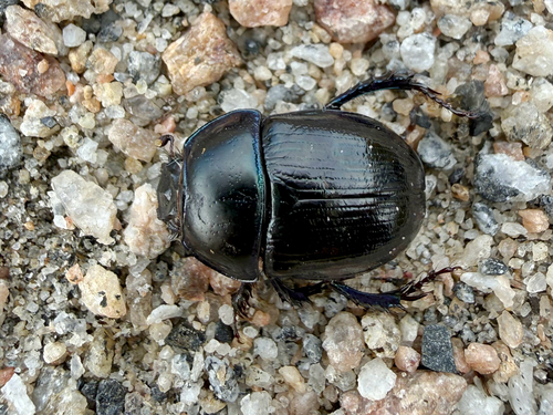 Woodland Dor Beetle