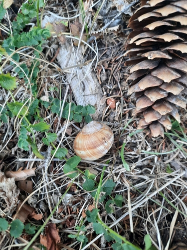 Roman Snail