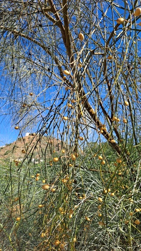Yellow Bridal Broom