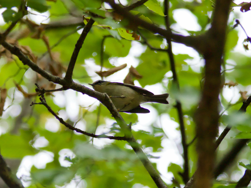 Common Firecrest