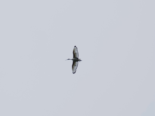 African Sacred Ibis