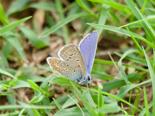 Common Blue